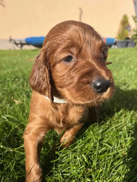 ŠTĚŇÁTKA - Irský setr s PP