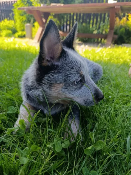 ACD Australský honácký pes, fena půl roku