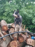 ACD Australský honácký pes, fena půl roku