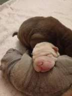 Šarpej, Shar-Pei štěňátka s PP