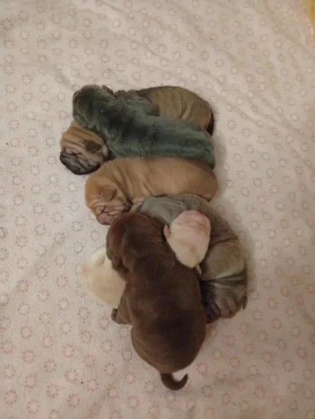 Šarpej, Shar-Pei štěňátka s PP