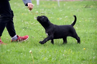 Cane Corso štěňátka s FCI PP