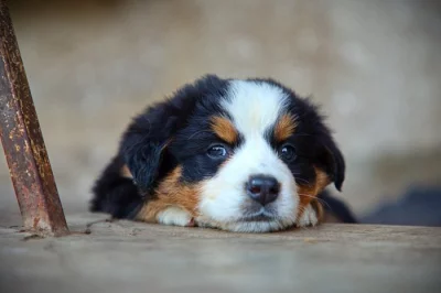 Bernský salašnický pes