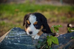 Bernský salašnický pes