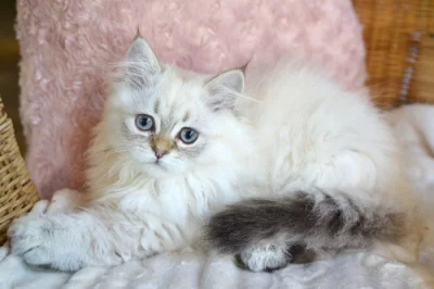 Britský kocourek s PP ihned k odběru