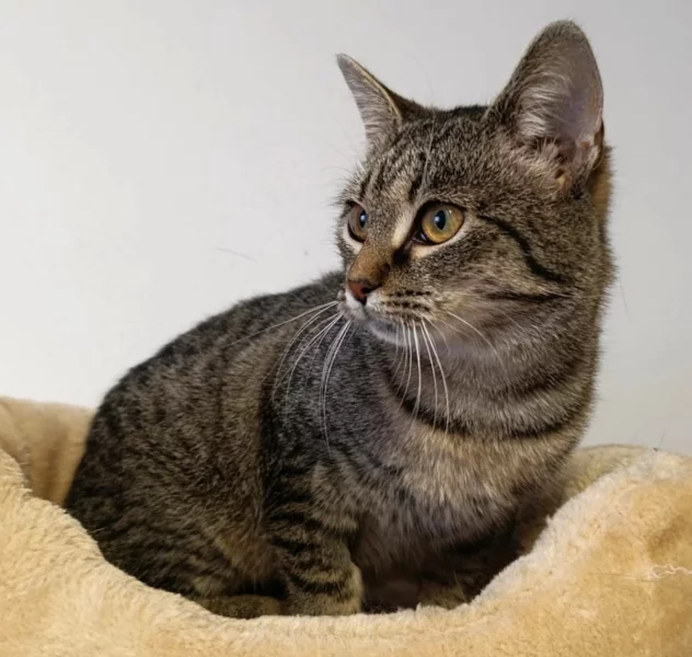 Kočička Rola hledá nový domov