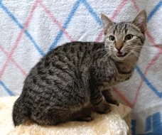 Kocourek Indi hledá nový domov