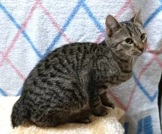 Kocourek Indi hledá nový domov