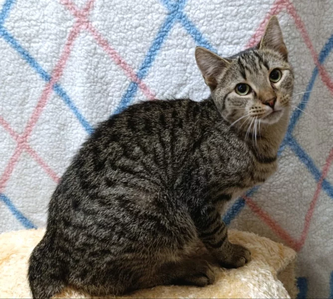 Kocourek Indi hledá nový domov