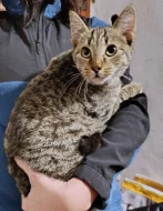 Kocourek Indi hledá nový domov