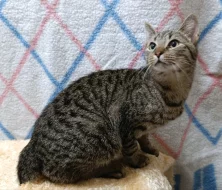 Kocourek Indi hledá nový domov