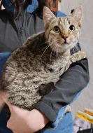 Kocourek Indi hledá nový domov