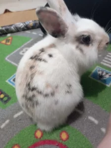 (Spěchá to) Zakrslý králík Lionhead Žofi