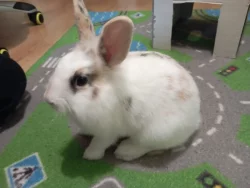 (Spěchá to) Zakrslý králík Lionhead Žofi