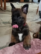 Nabízím štěňátka belgického ovčáka malinois s PP
