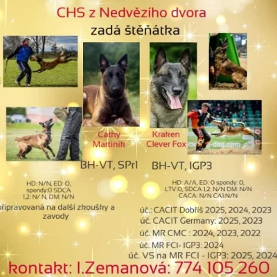 Nabízím štěňátka belgického ovčáka malinois s PP