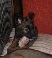 Nabízím štěňátka belgického ovčáka malinois s PP