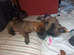 Nabízím štěňátka belgického ovčáka malinois s PP