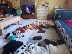 Nabízím štěňátka belgického ovčáka malinois s PP