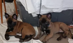 Nabízím štěňátka belgického ovčáka malinois s PP