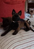 Nabízím štěňátka belgického ovčáka malinois s PP
