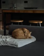 Kočka domácí Liver