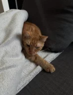 Kočka domácí Liver