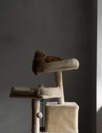 Kočka domácí Liver