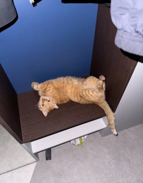 Kočka domácí Liver