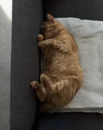 Kočka domácí Liver