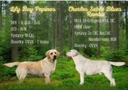 Nabídka štěňat labradorského retrievera