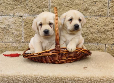 Nabídka štěňat labradorského retrievera