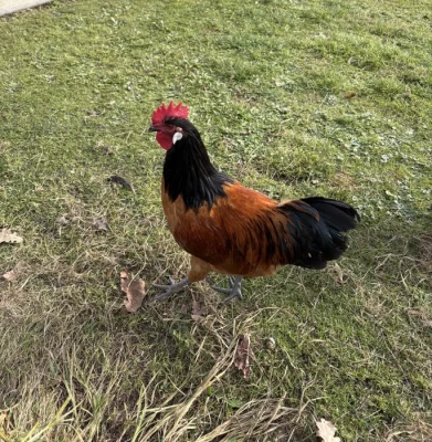 Prodej Forverk kohout