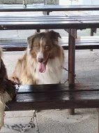 Australský ovčák bez PP