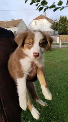 Australský ovčák bez PP