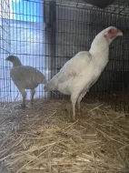 Prodám 1,2 bojovnice šamo