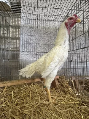 Prodám 1,2 bojovnice šamo