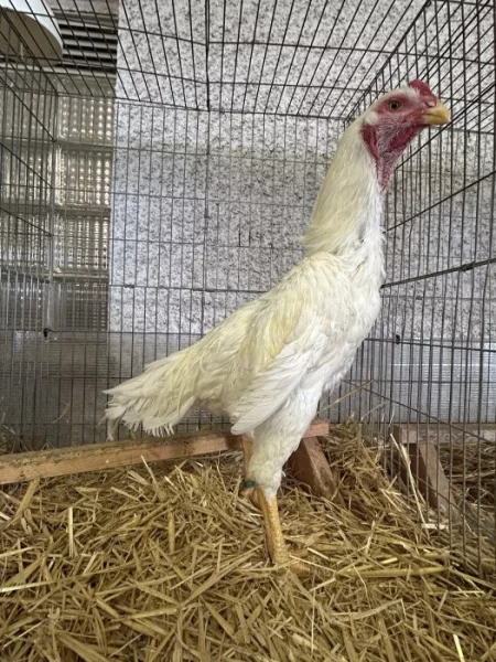 Prodám 1,2 bojovnice šamo