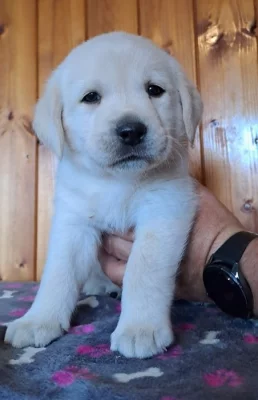 Labrador - štěňátka s PP