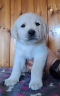Labrador - štěňátka s PP