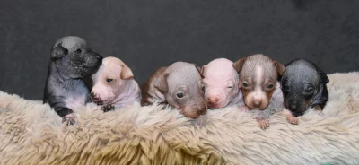 štěňátka Amerického Bezsrstého teriéra s PP pod FCI