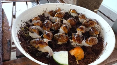 Prodám mláďata  šneka Archachatina marginata