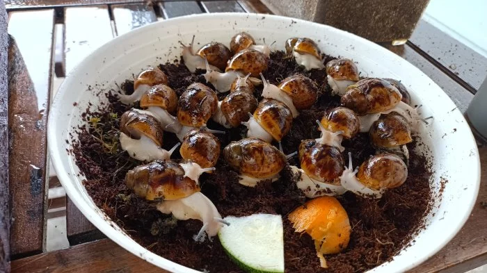 Prodám mláďata  šneka Archachatina marginata