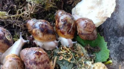 Prodám mláďata  šneka Archachatina marginata