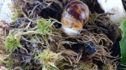 Prodám mláďata  šneka Archachatina marginata