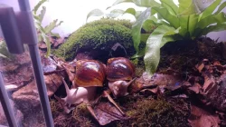 Prodám mláďata  šneka Archachatina marginata