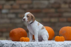 Saintgermainský ohař