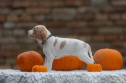 Saintgermainský ohař