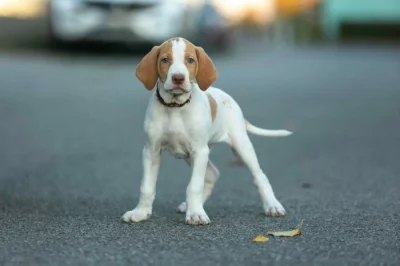 Saintgermainský ohař