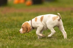 Saintgermainský ohař